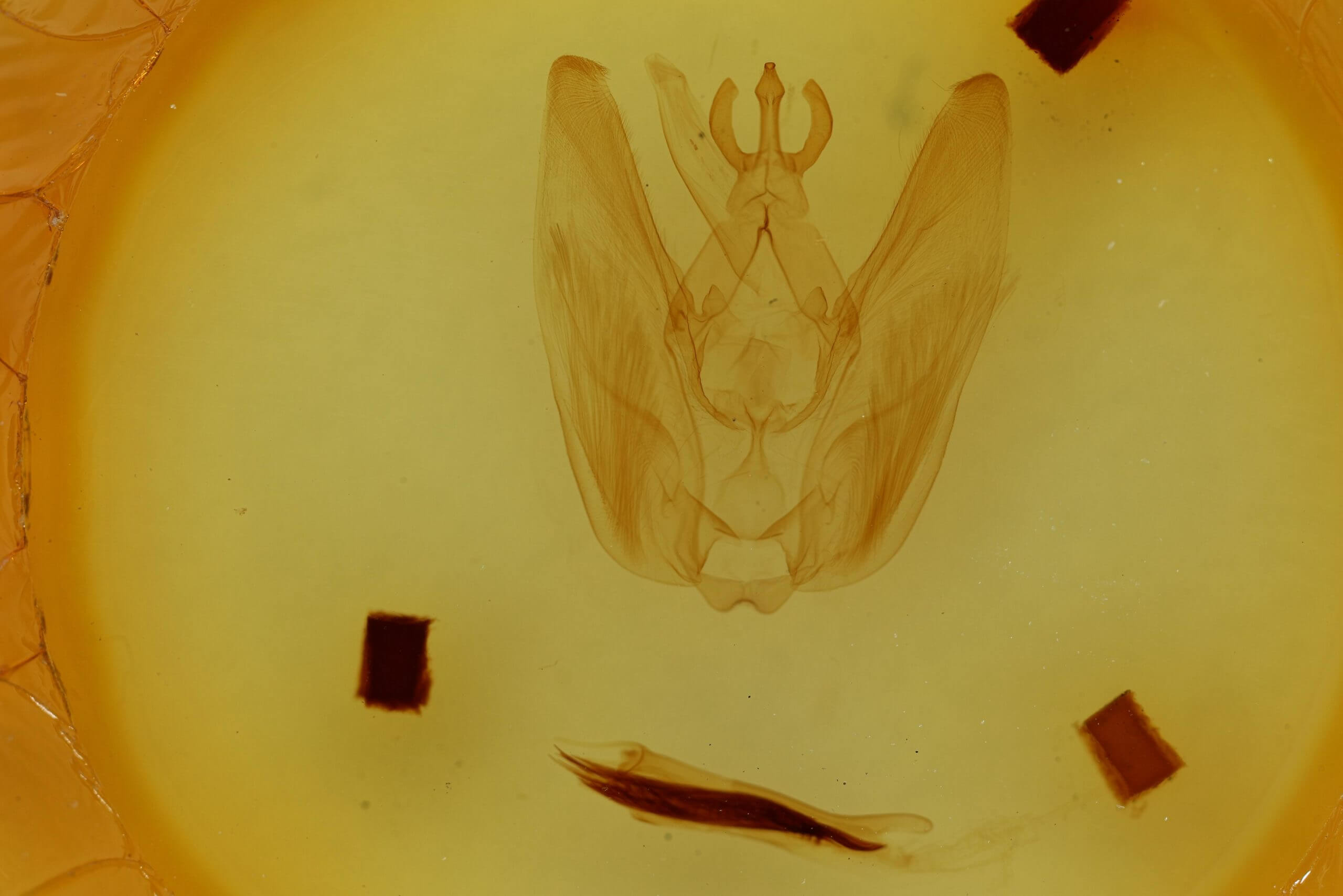 genitalia view of adult Hapigia simplex