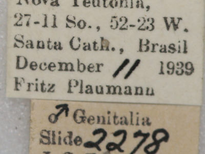 label view of adult Hapigia simplex