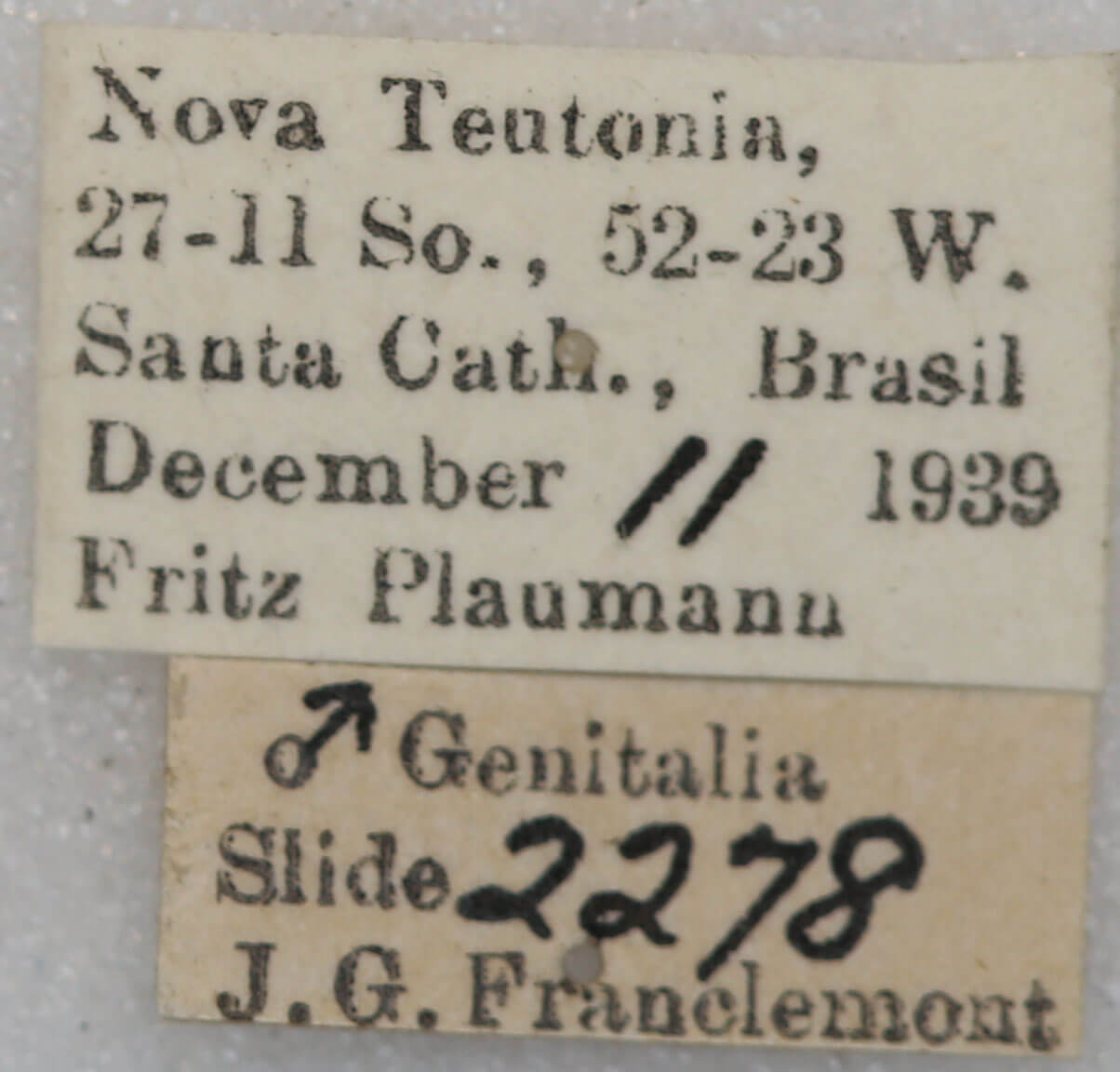 label view of adult Hapigia simplex