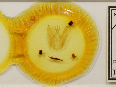 slide view of adult Hapigia simplex