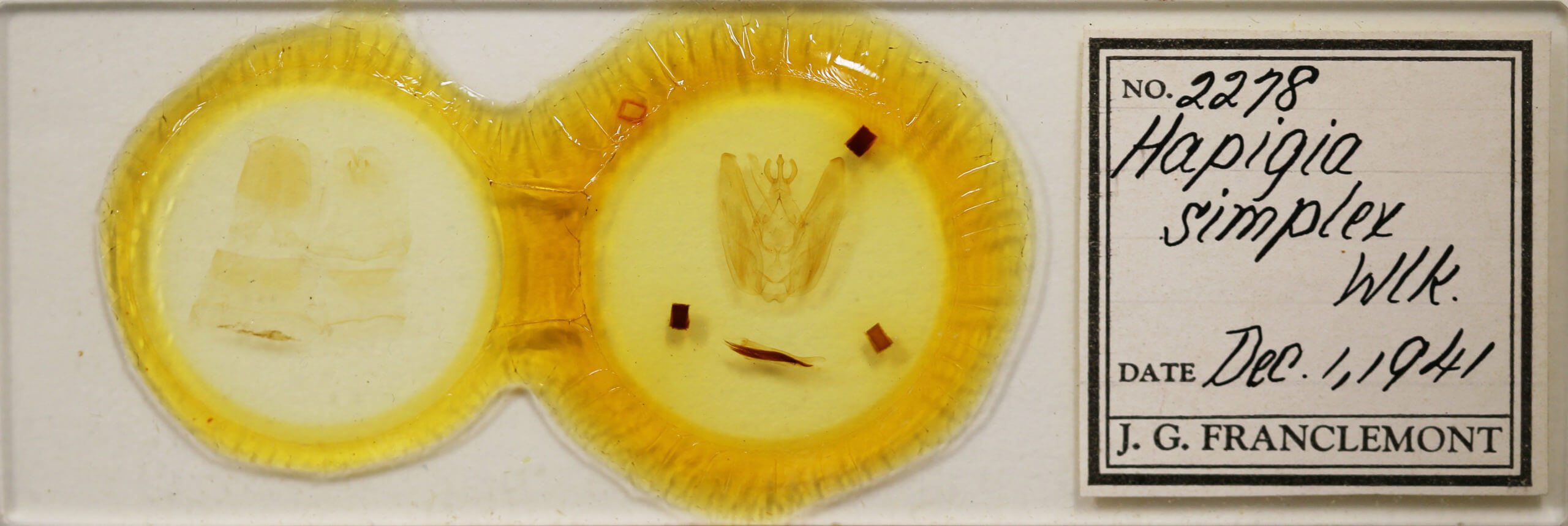 slide view of adult Hapigia simplex