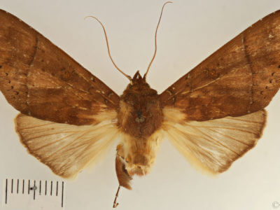 dorsal view of adult Hapigia simplex