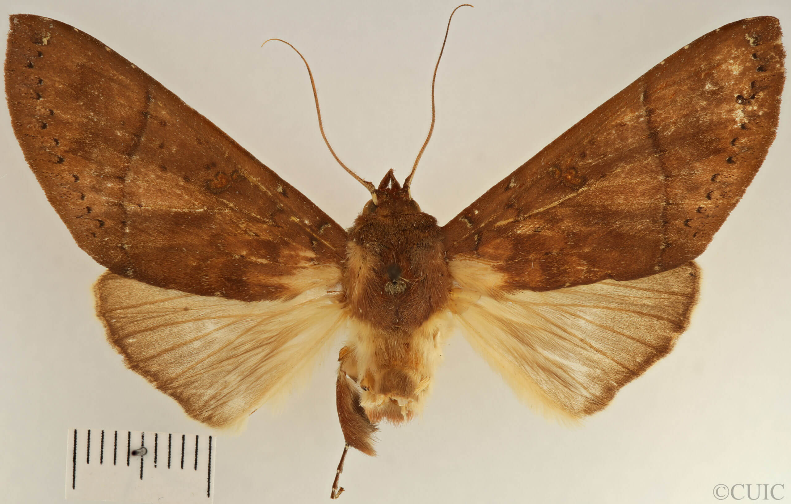 dorsal view of adult Hapigia simplex