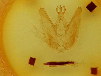 genitalia view of adult Hapigia simplex