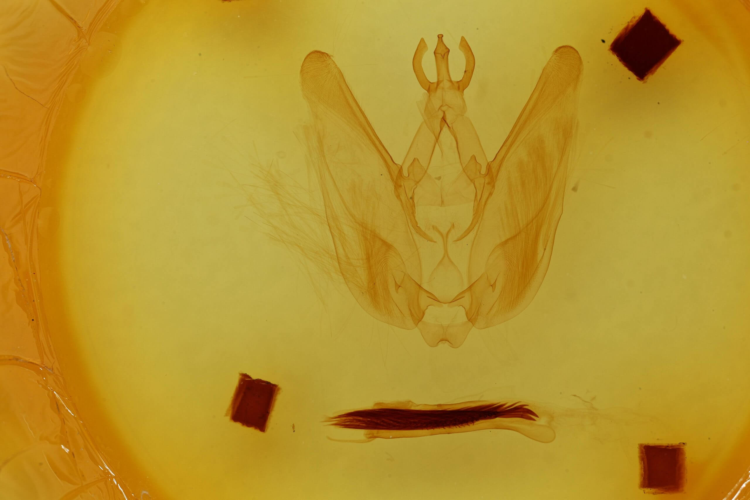 genitalia view of adult Hapigia simplex
