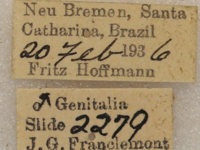 label view of adult Hapigia simplex