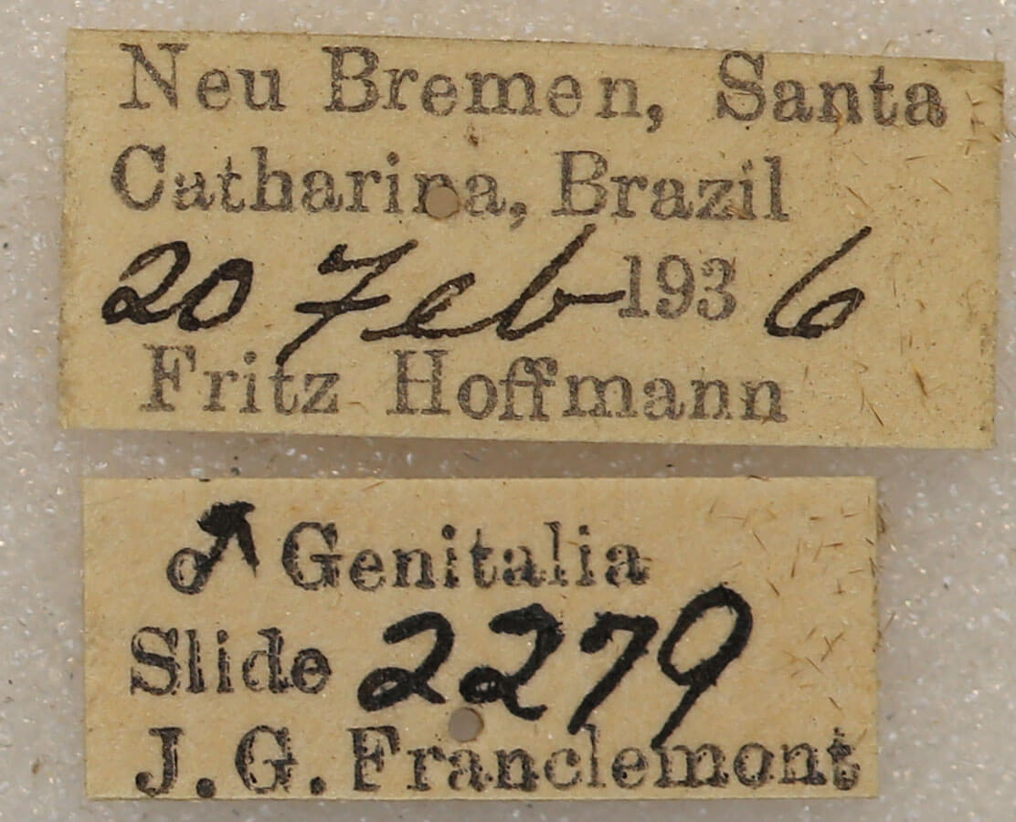 label view of adult Hapigia simplex