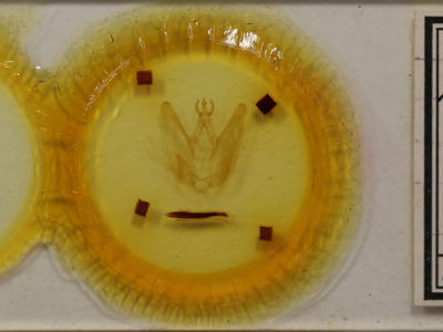 slide view of adult Hapigia simplex