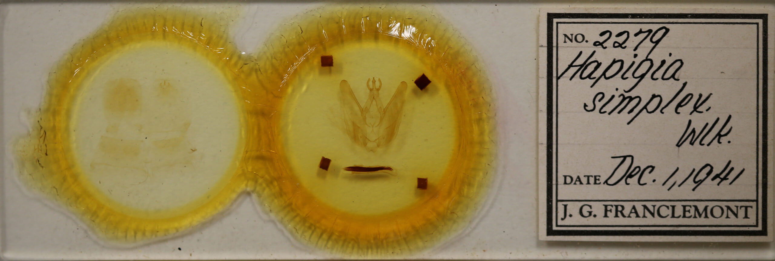 slide view of adult Hapigia simplex