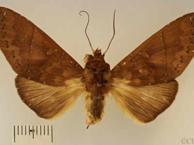 dorsal view of adult Hapigia simplex