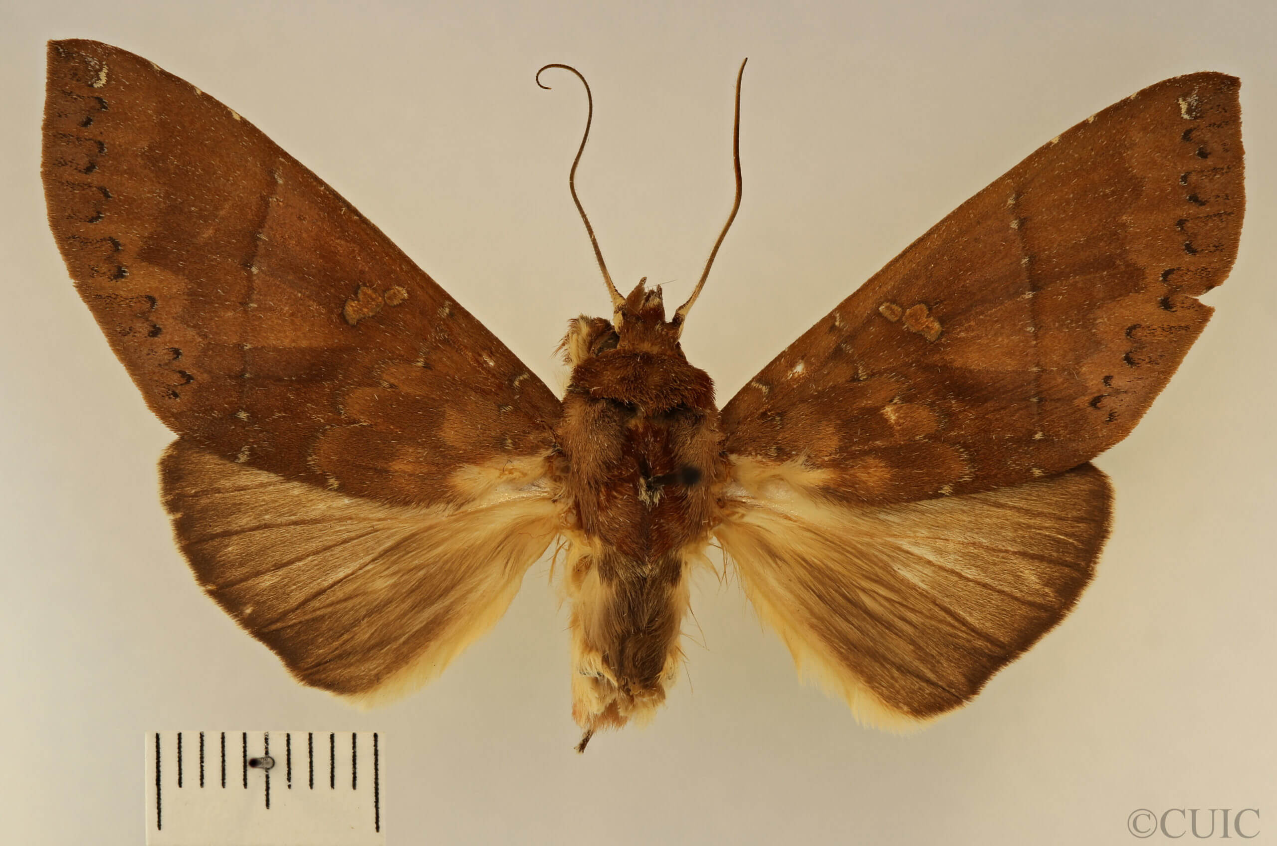 dorsal view of adult Hapigia simplex
