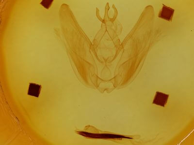 genitalia view of adult Hapigia simplex