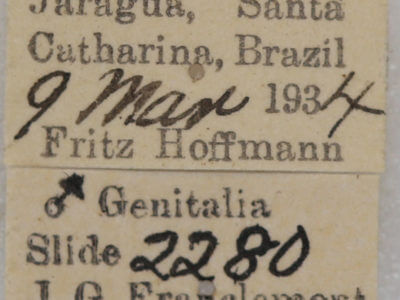 label view of adult Hapigia simplex