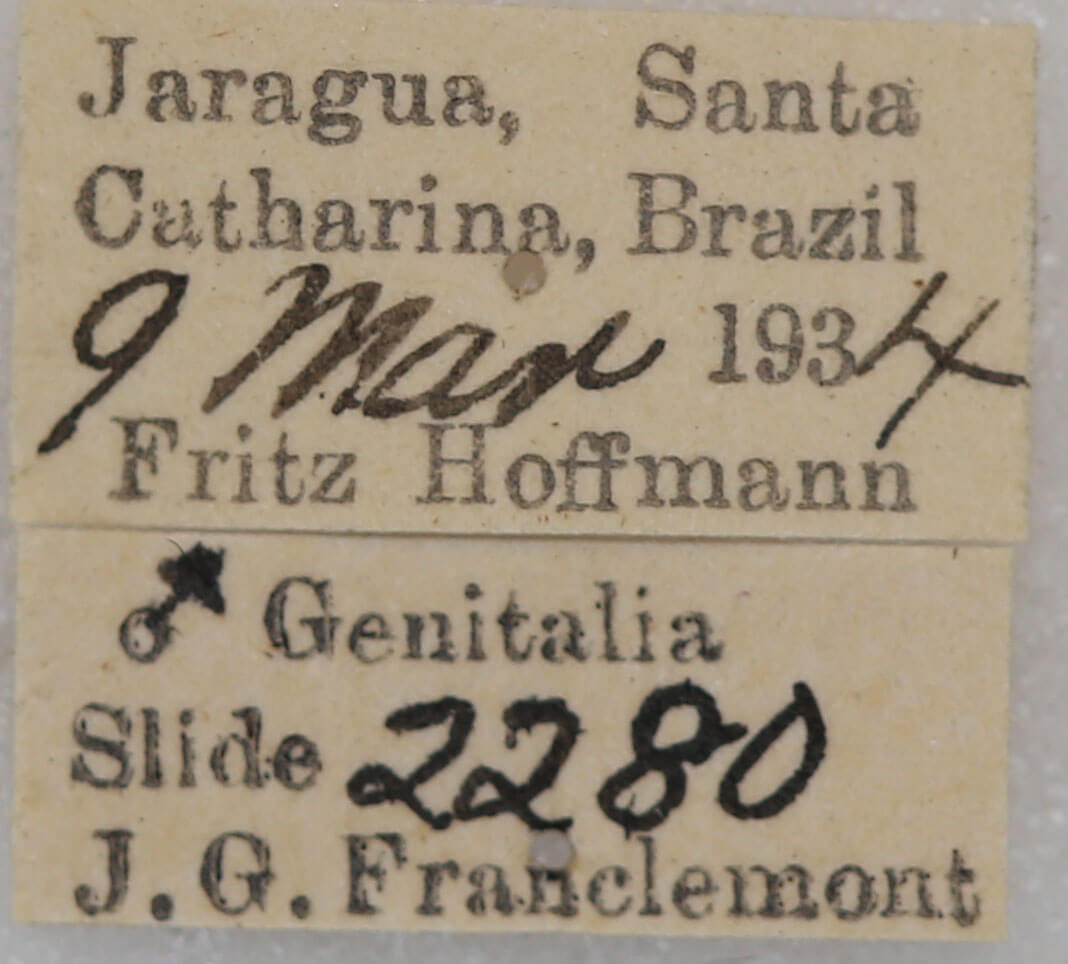 label view of adult Hapigia simplex