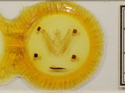 slide view of adult Hapigia simplex