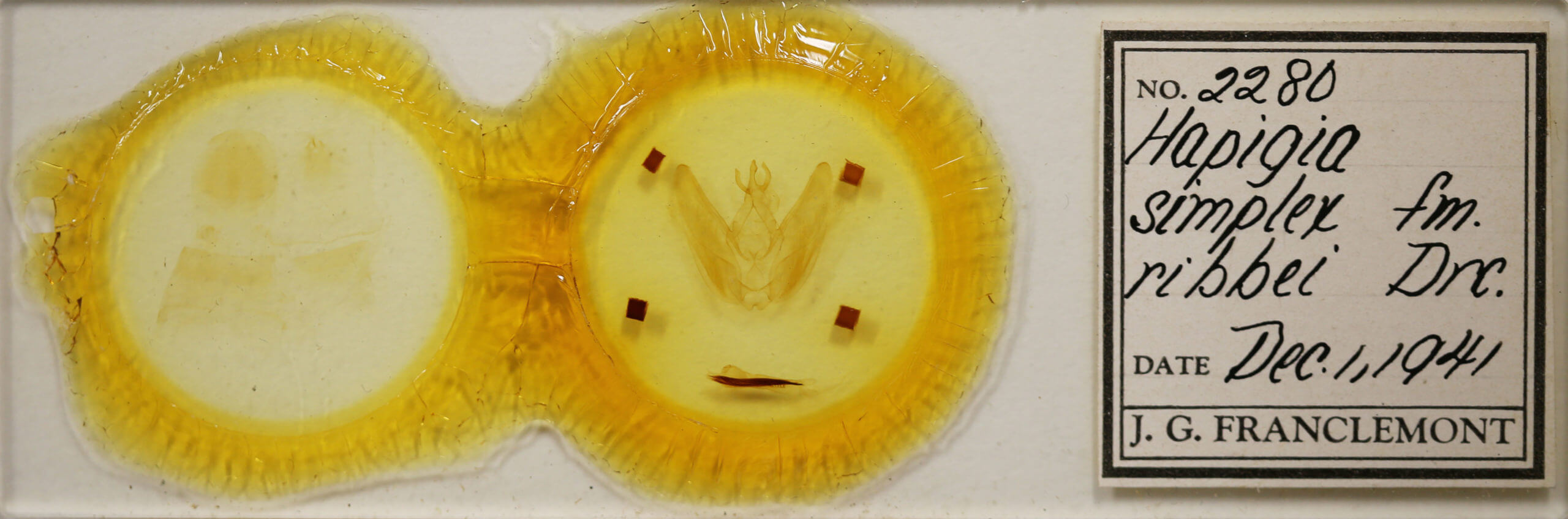 slide view of adult Hapigia simplex