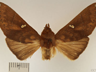 dorsal view of adult Hapigia simplex