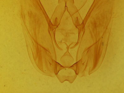 genitalia view of adult Hapigia simplex