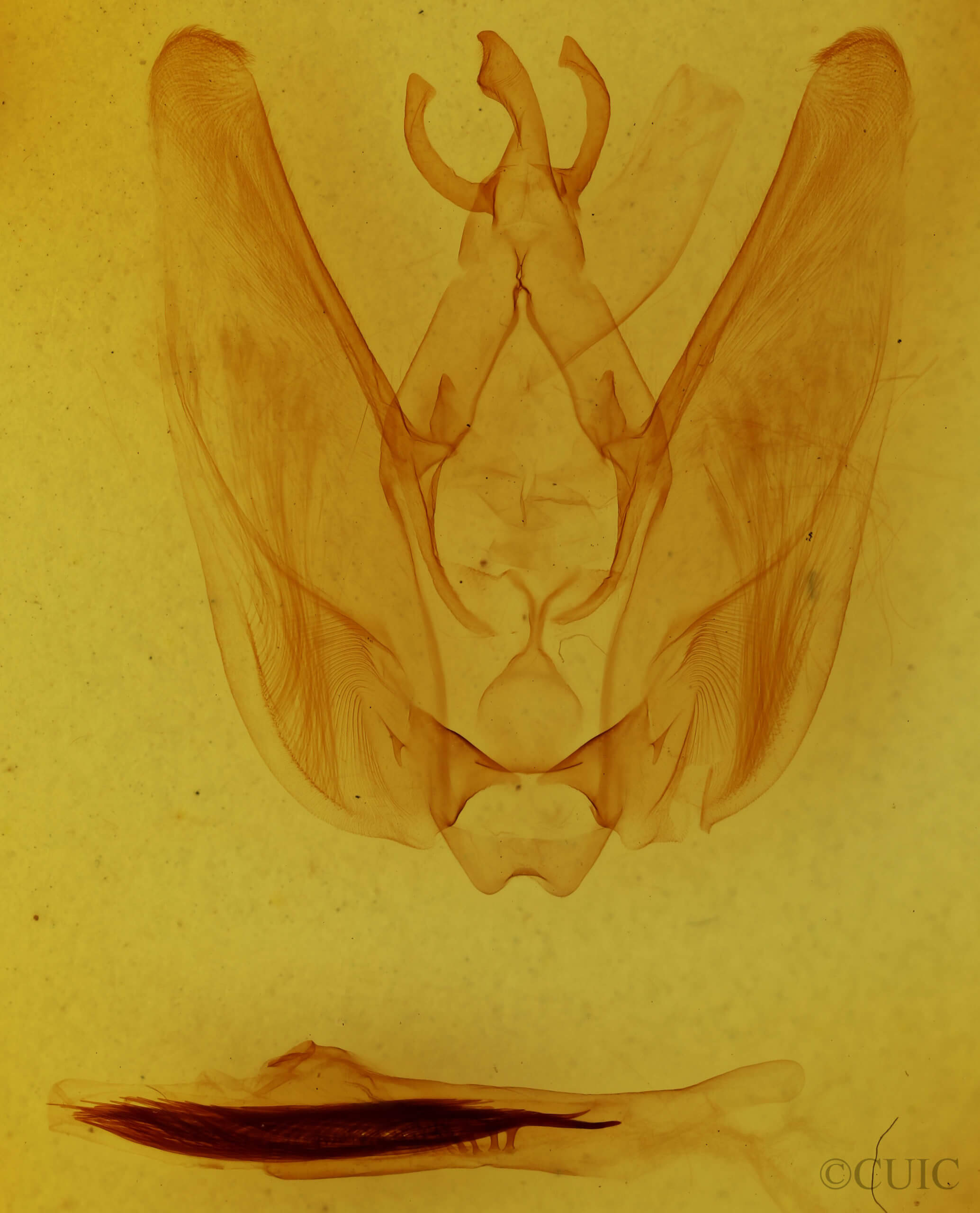 genitalia view of adult Hapigia simplex