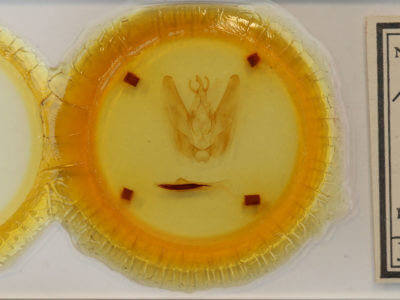 slide view of adult Hapigia simplex