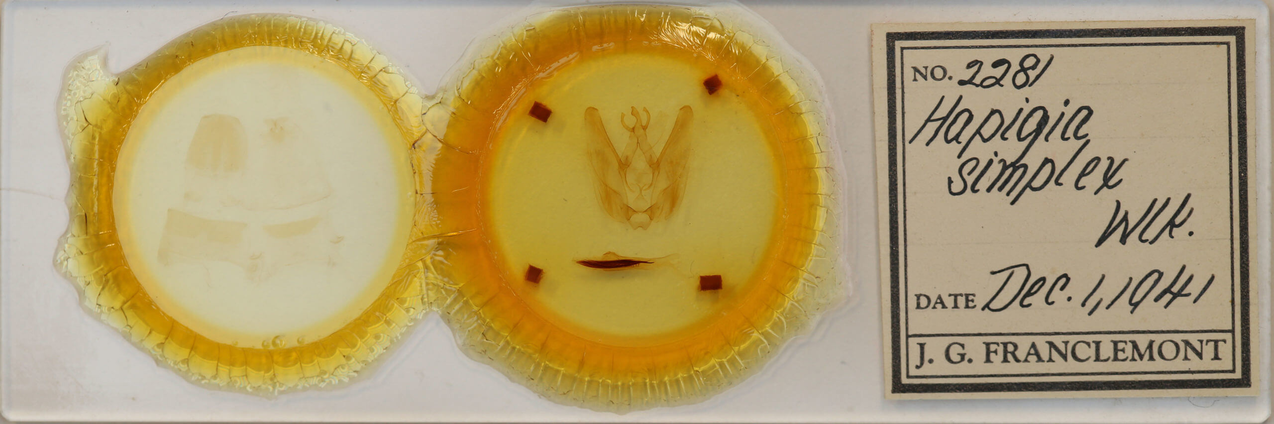 slide view of adult Hapigia simplex