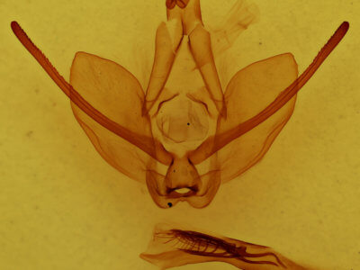 genitalia view of adult Hapigiodes