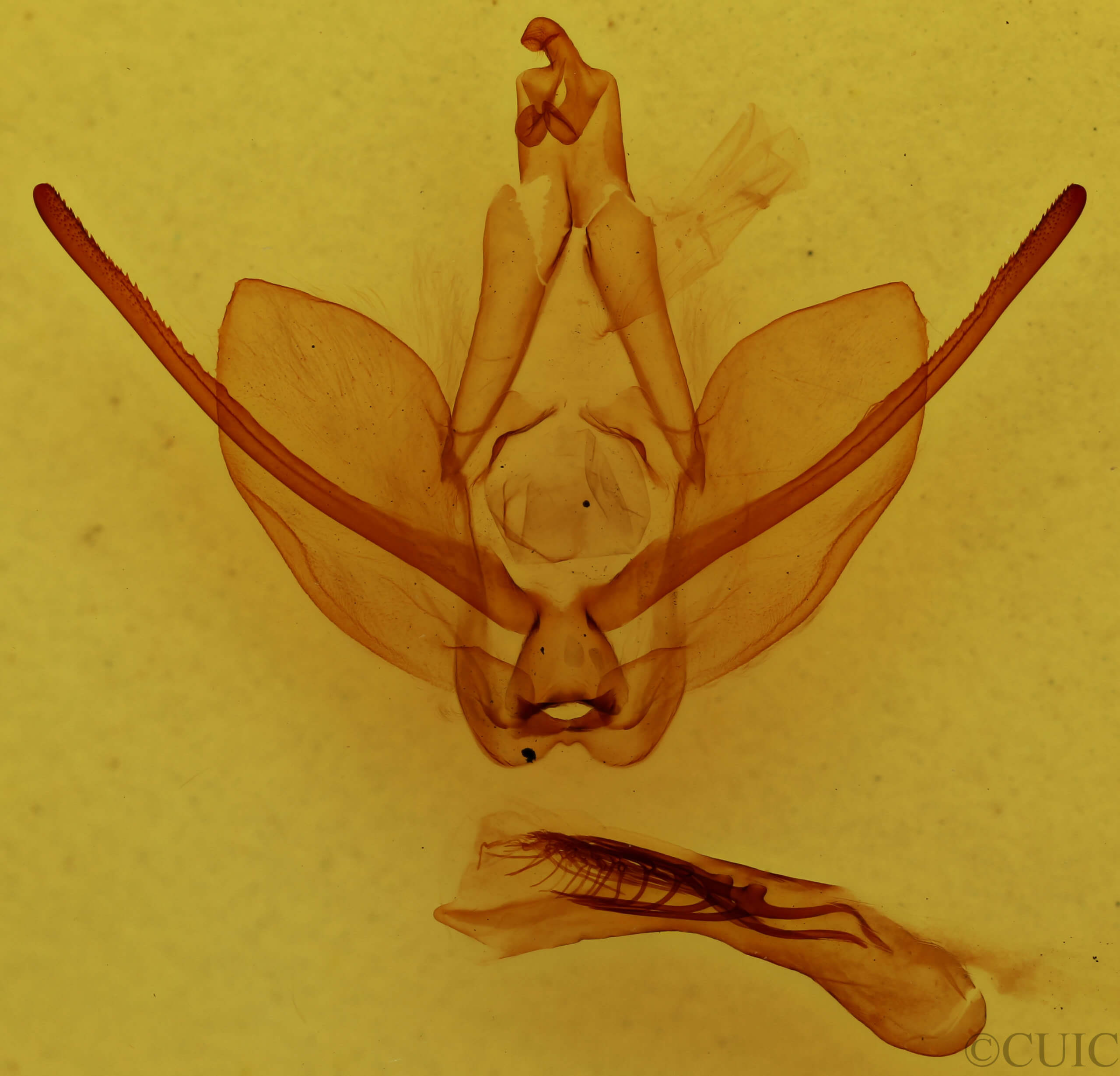 genitalia view of adult Hapigiodes