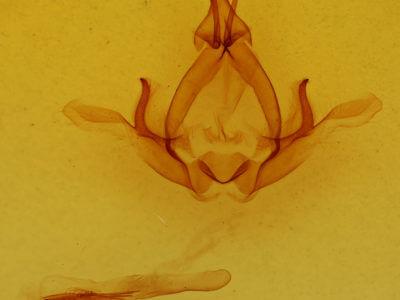 genitalia view of adult Hapigiodes argentidiscata