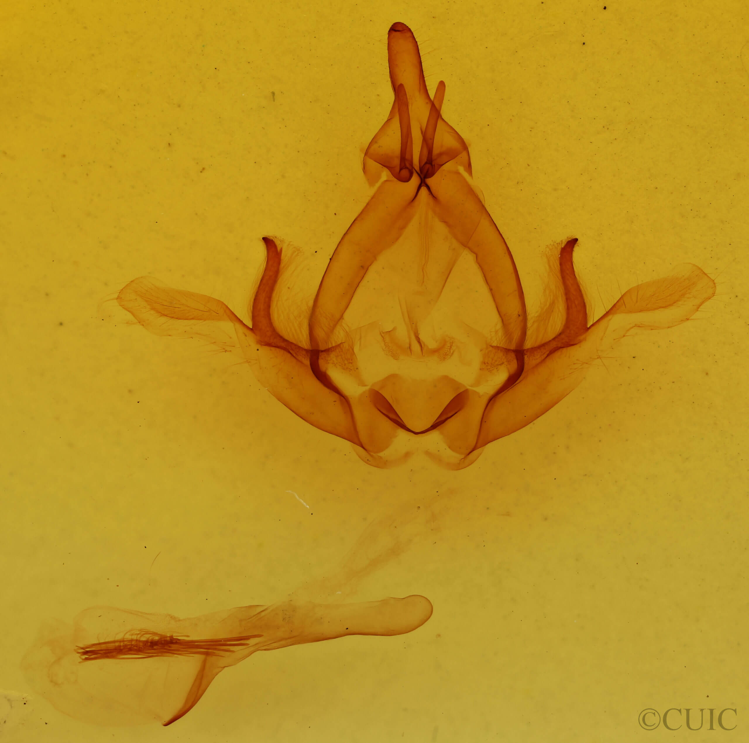 genitalia view of adult Hapigiodes argentidiscata