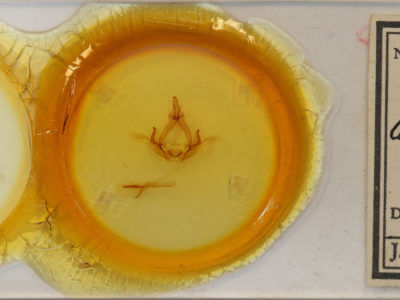 slide view of adult Hapigiodes argentidiscata