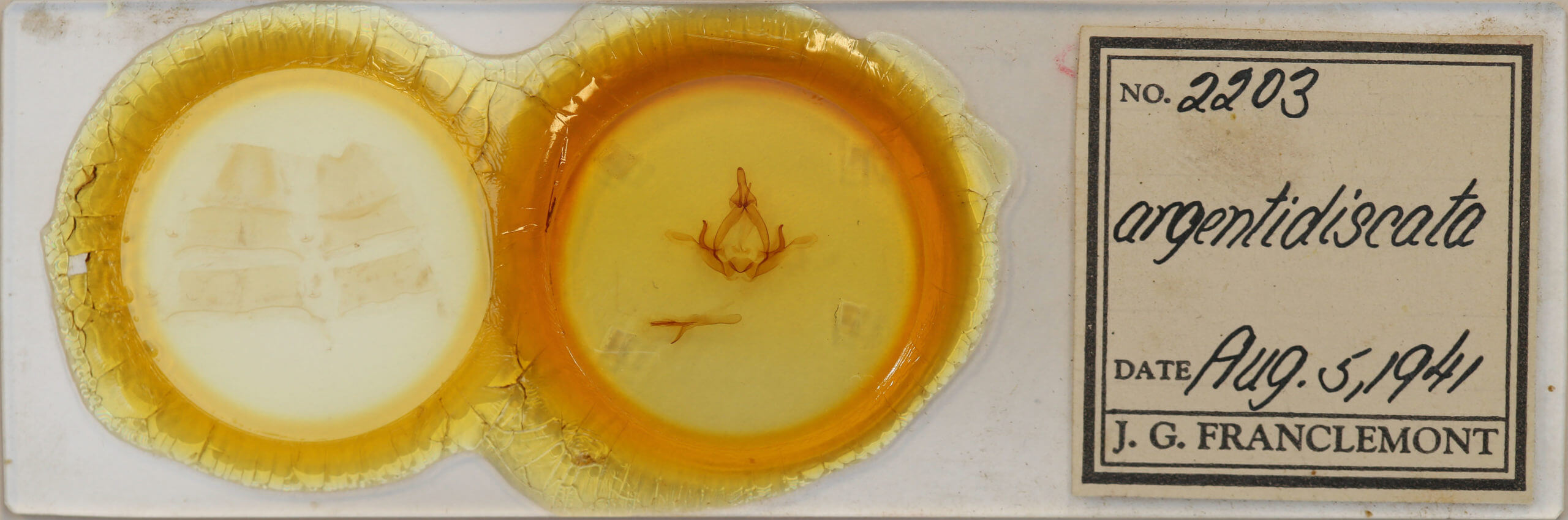 slide view of adult Hapigiodes argentidiscata