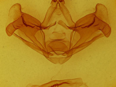 genitalia view of adult Hapigiodes