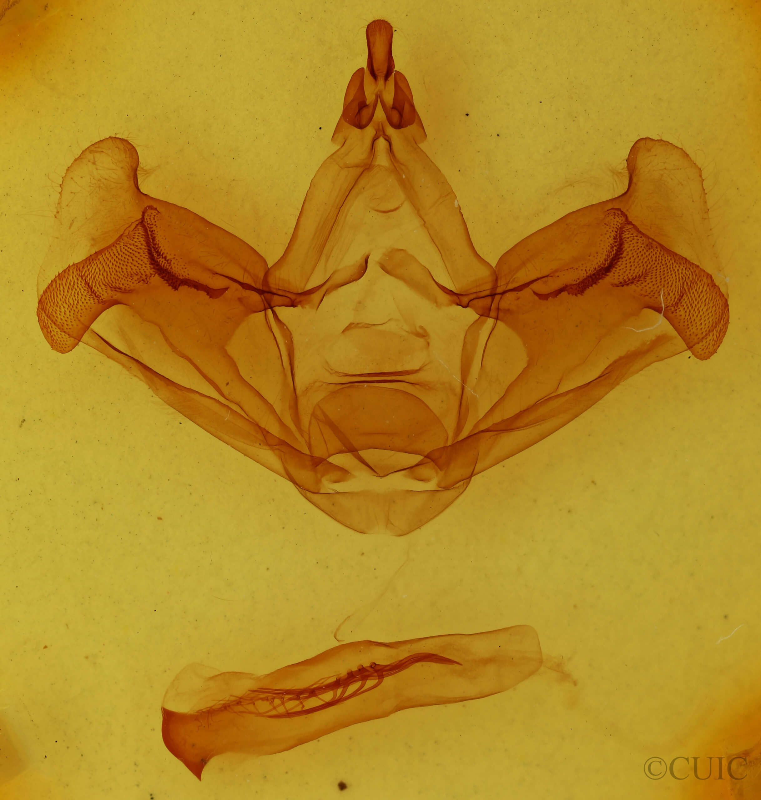 genitalia view of adult Hapigiodes