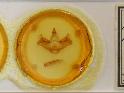 slide view of adult Hapigiodes