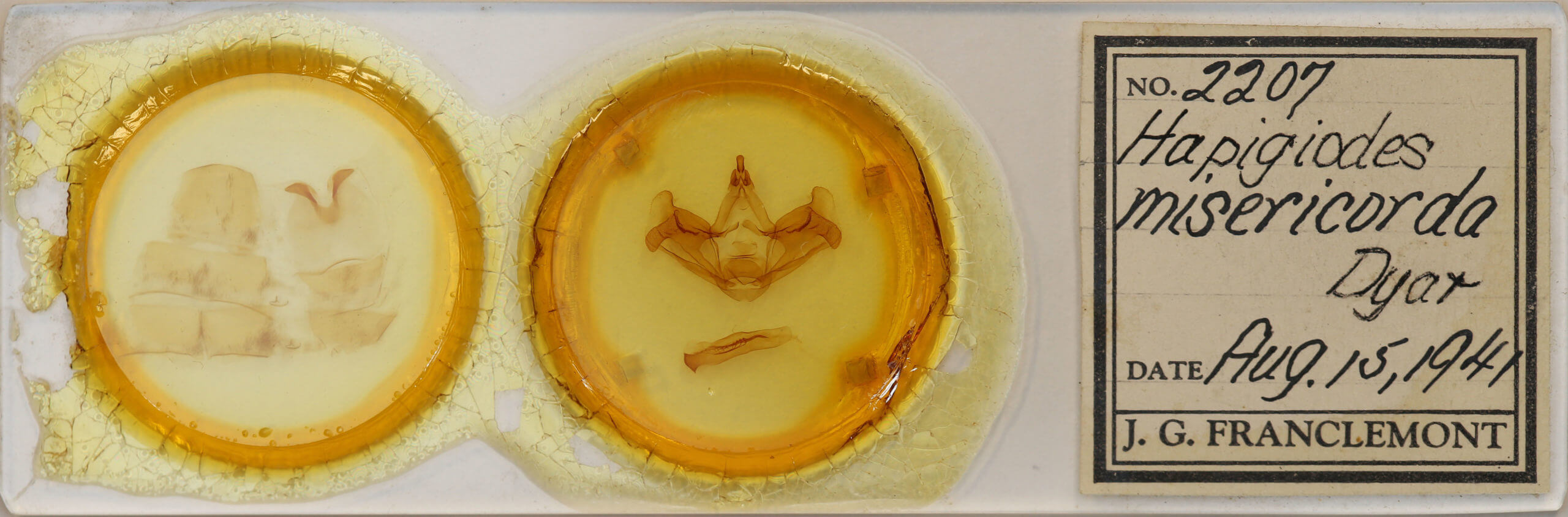 slide view of adult Hapigiodes