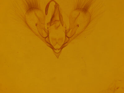 genitalia view of adult Hemeroplanis habitalis