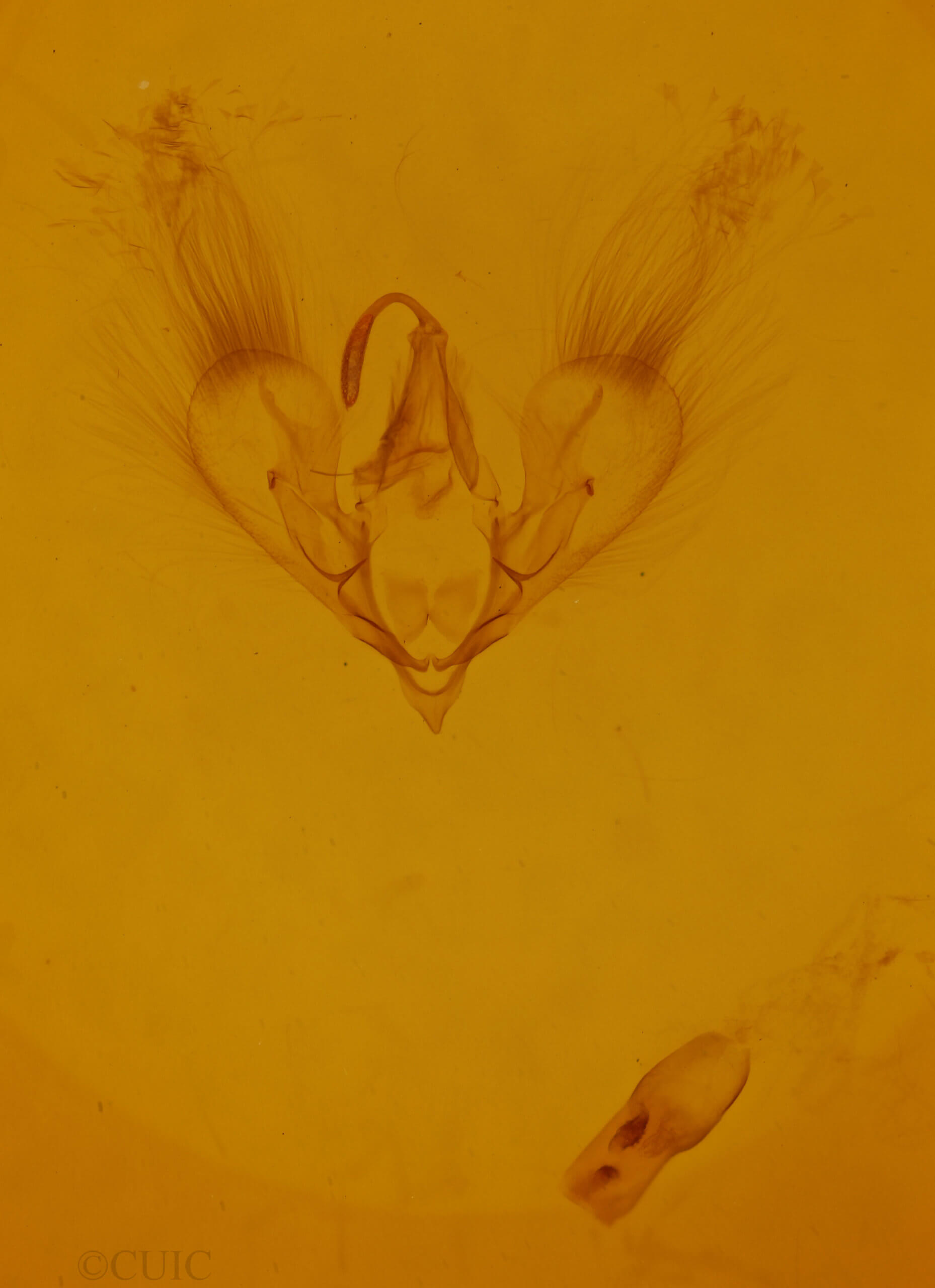 genitalia view of adult Hemeroplanis habitalis