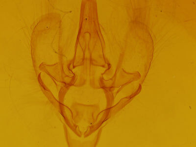 genitalia view of adult Hemeroplanis  scopulepes