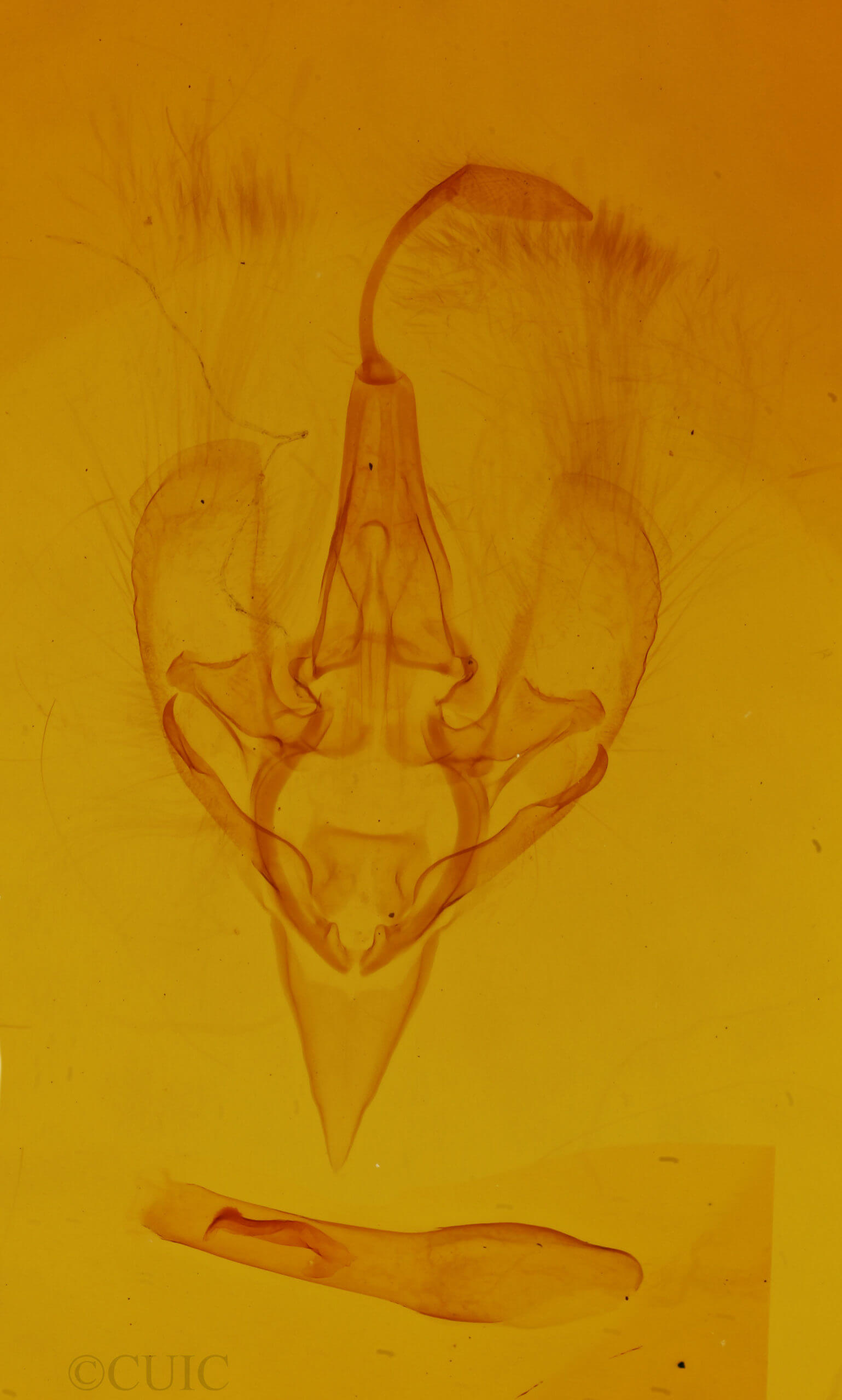 genitalia view of adult Hemeroplanis  scopulepes