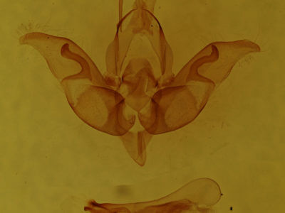genitalia view of adult Hemibryomima chryselectra