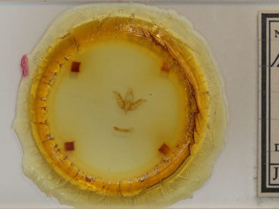 slide view of adult Hemibryomima chryselectra