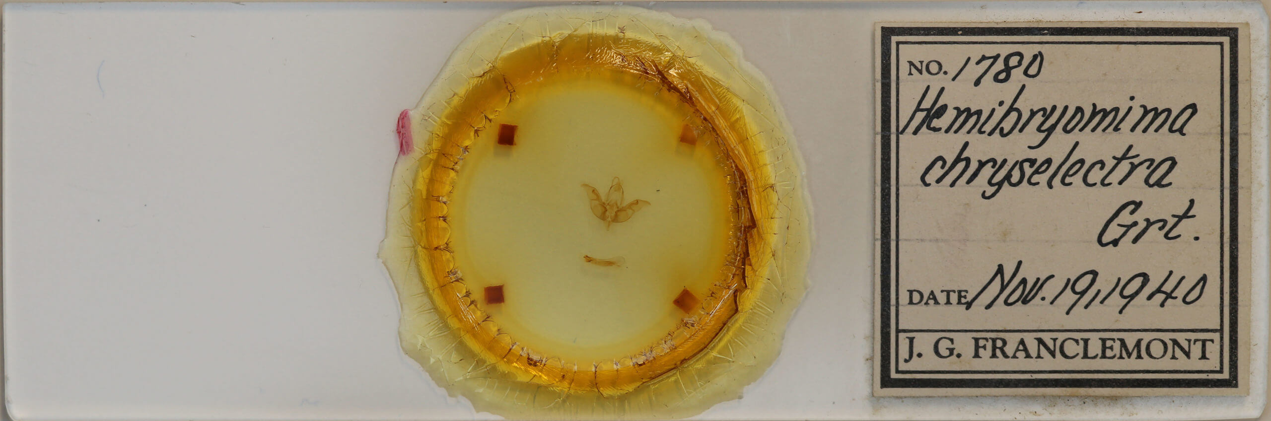 slide view of adult Hemibryomima chryselectra