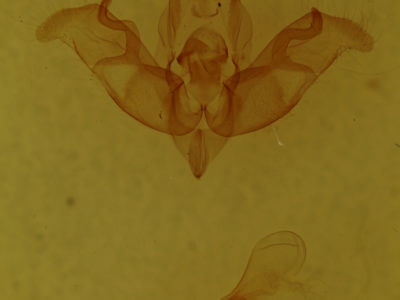 genitalia view of adult Hemibryomima orizabae