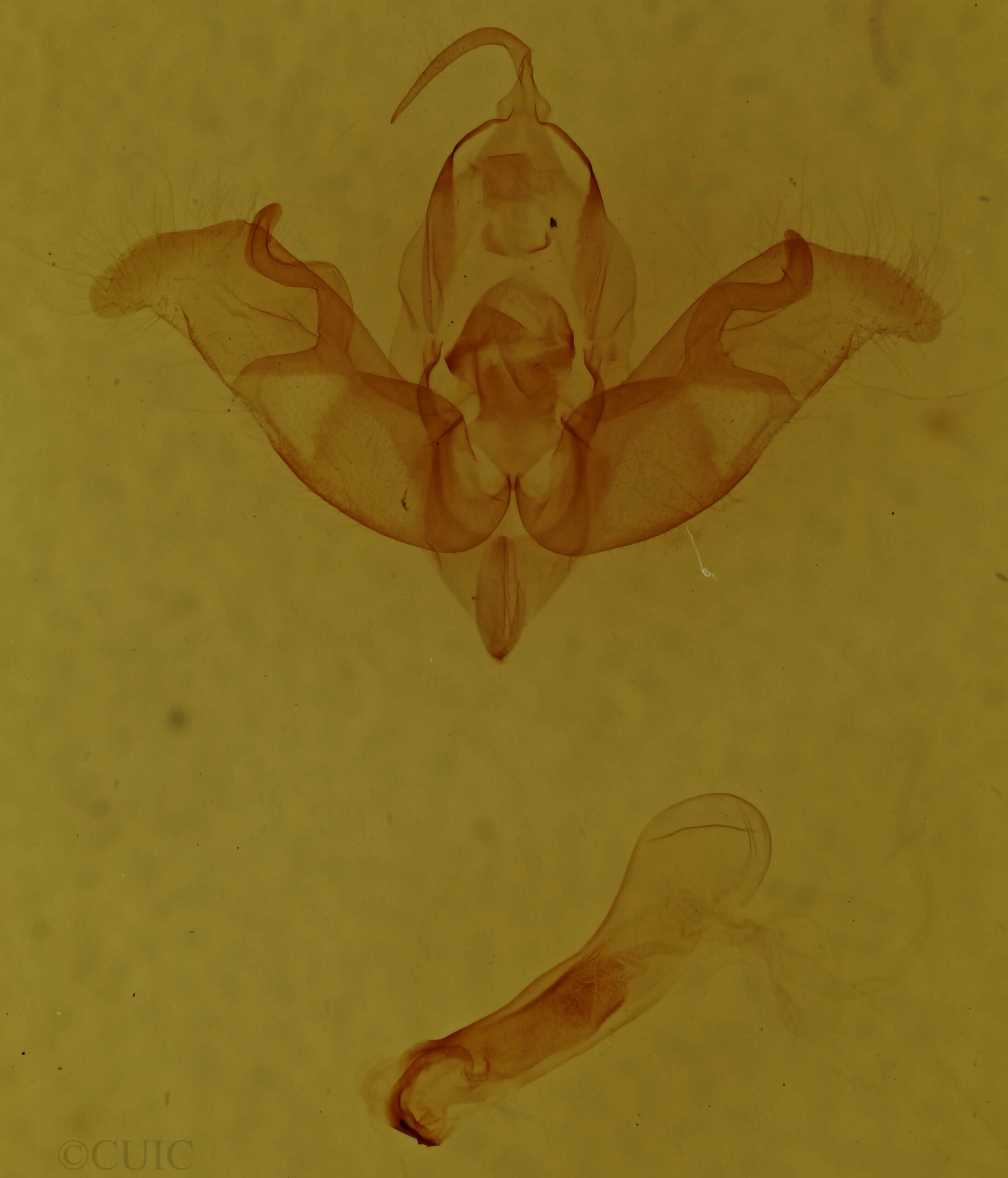 genitalia view of adult Hemibryomima orizabae