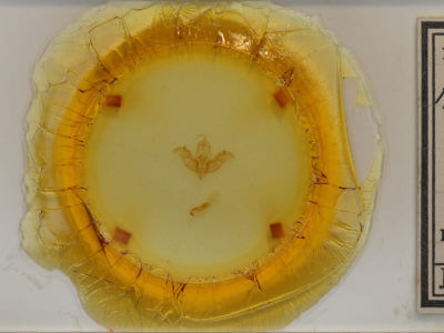 slide view of adult Hemibryomima orizabae