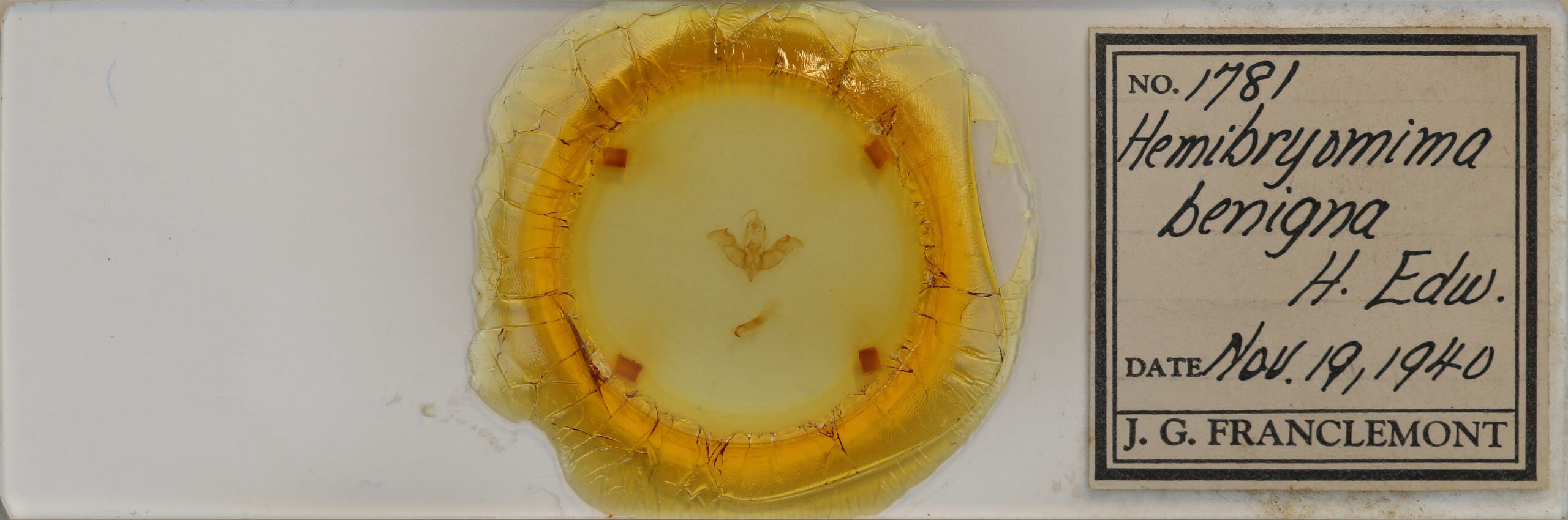 slide view of adult Hemibryomima orizabae