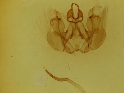 genitalia view of adult Hemiceras cadmia
