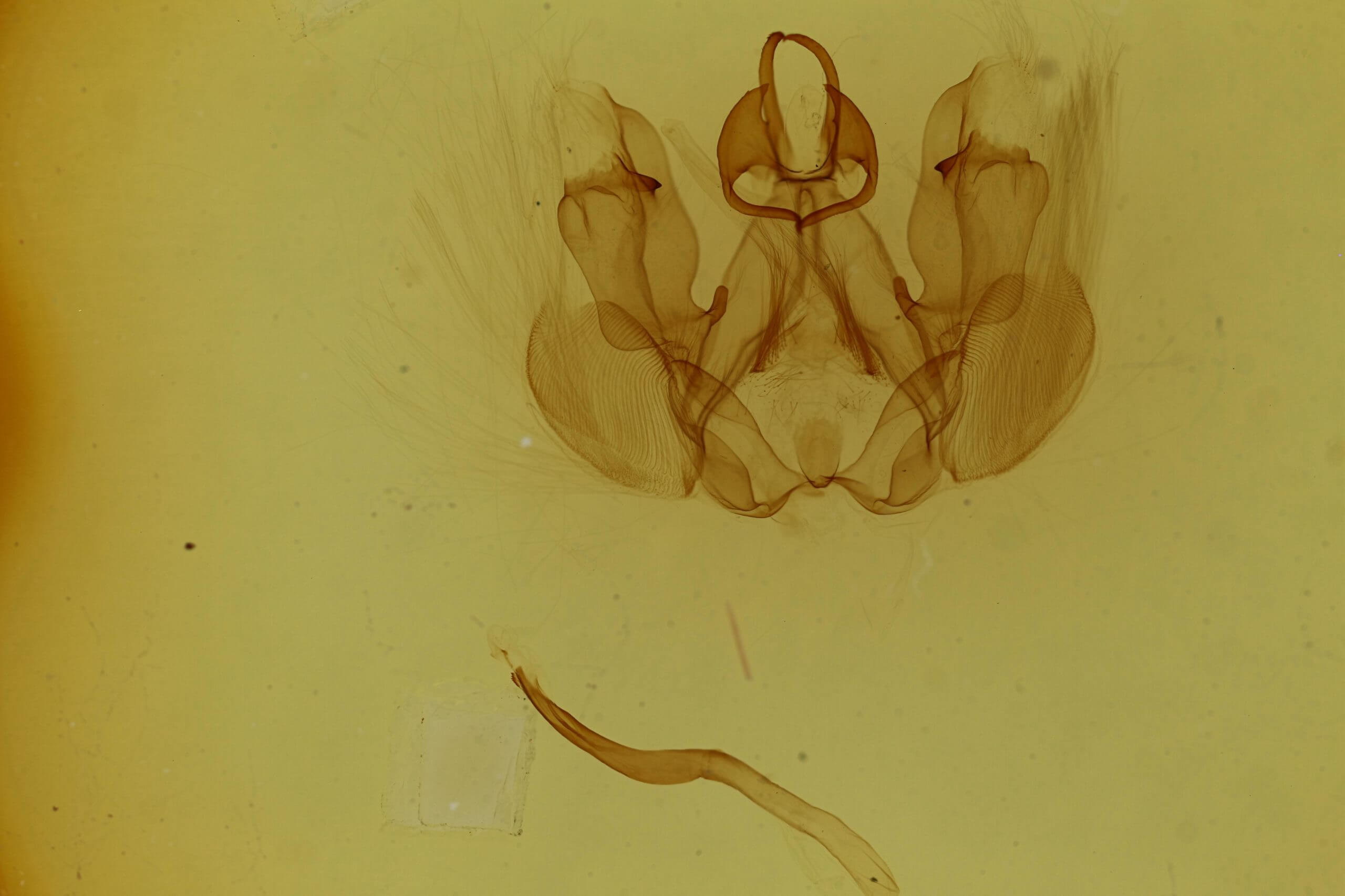 genitalia view of adult Hemiceras cadmia