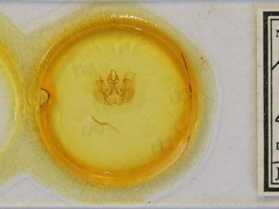 slide view of adult Hemiceras cadmia