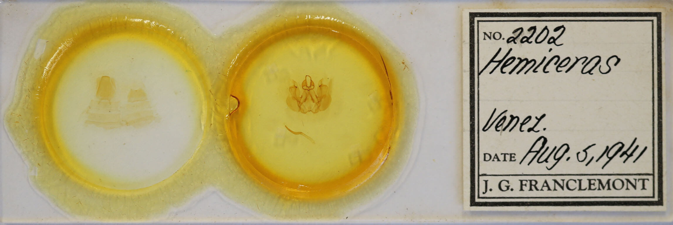 slide view of adult Hemiceras cadmia